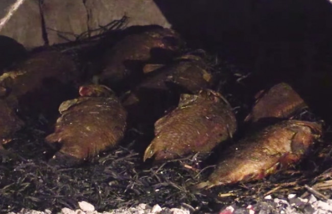 Традицию приготовления печеной рыбы на соломе на Винниччине отнесли к культурному наследию