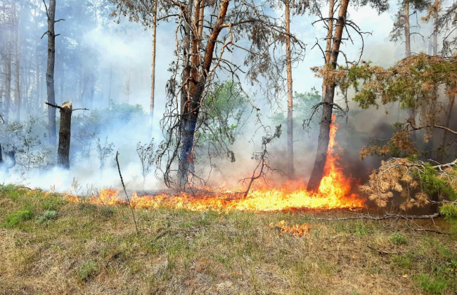 В Харьковской области вспыхнул лесной пожар — детонируют российские боеприпасы, власти готовят эвакуацию