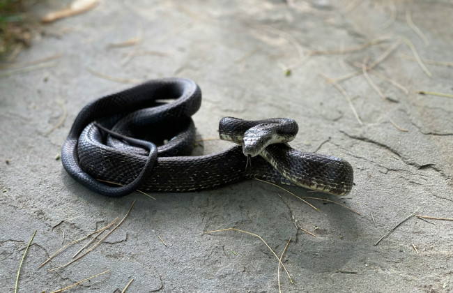 Три вида ядовитых змей в Украине – где живут и что делать при укусе объяснили в Минздраве