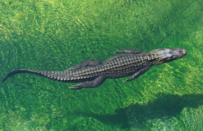 Хотів селфі, але опинився в лікарні з 50 швами — у Філіппінах турист переплутав крокодила зі статуєю