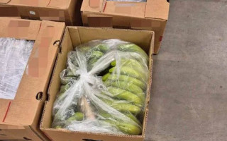 147 кг кокаїну в бананах – у Норвегії викрили найбільшу за два роки партію наркотиків