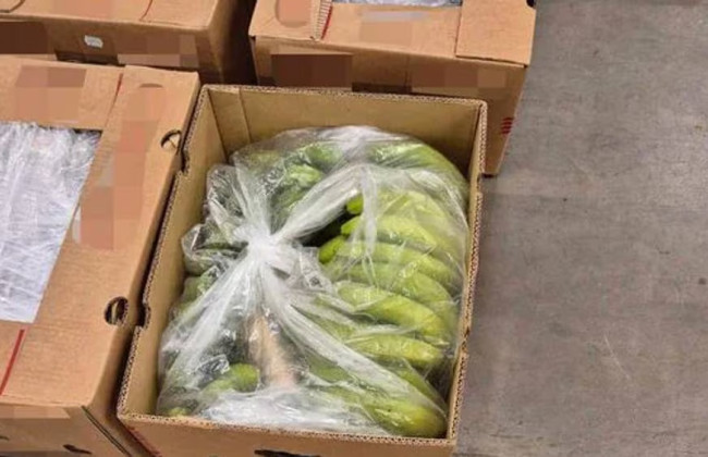 147 кг кокаїну в бананах – у Норвегії викрили найбільшу за два роки партію наркотиків