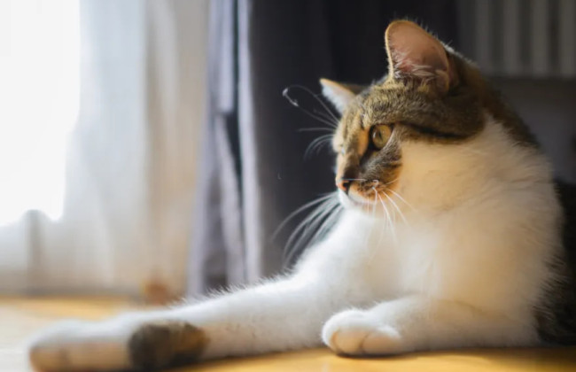 Кот между двух домов – судят женщину за кормление чужого кота