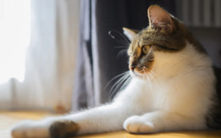 Кот между двух домов – судят женщину за кормление чужого кота