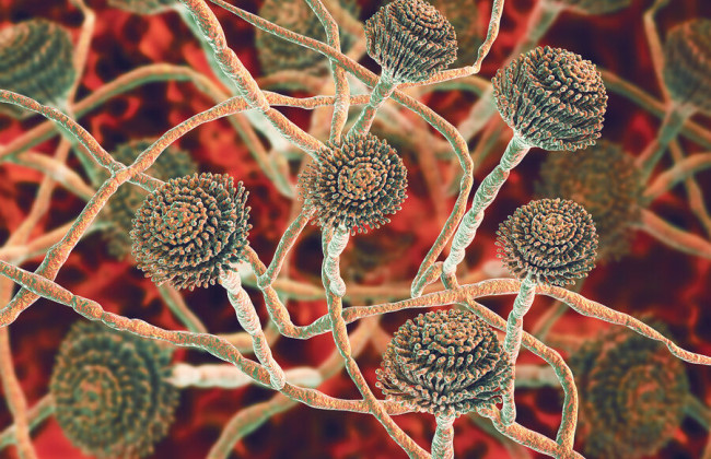 Смертоносный грибок может распространиться в Европе из-за изменения климата