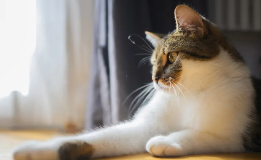 Кот между двух домов – судят женщину за кормление чужого кота