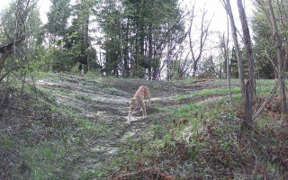 У Бутивлянському лісництві на Львівщині зафіксували занесену до Червоної книги рись – фото