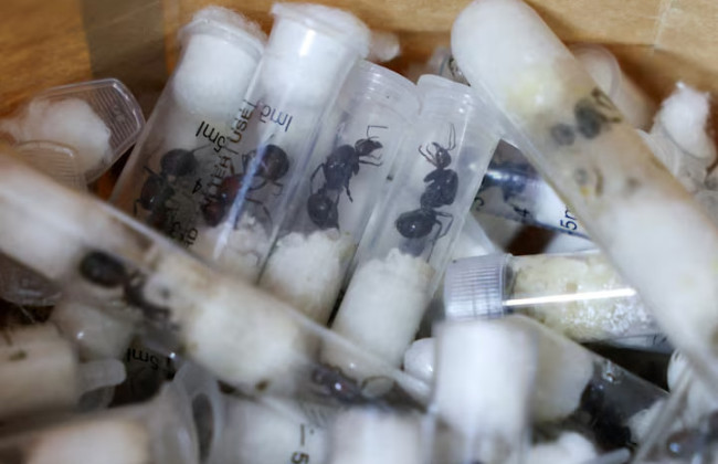 У Кенії оштрафували чотирьох торговців понад 5 тисяч мурах