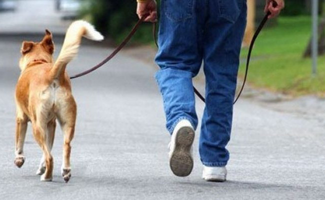 В Киевской области суд конфисковал у владельца собаку, которая покусала 5-летнего ребенка