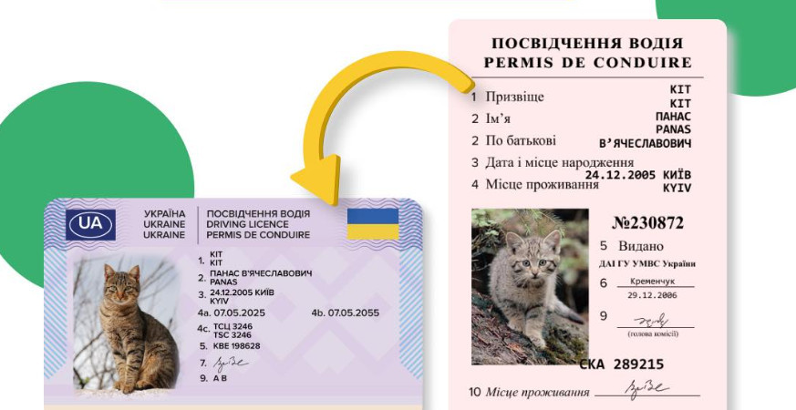 Сервісний центр МВС пояснив, чому посвідчення водія не відображається у Кабінеті водія та в Дії