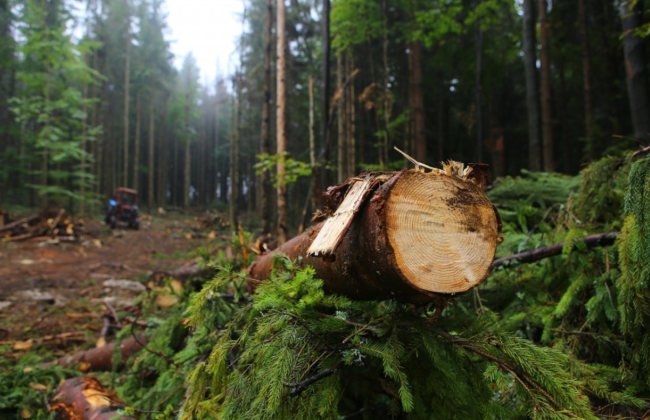 Фіктивне будівництво і вирубка у заповідниках: НАЗК виявило корупційні ризики в  ДП «Ліси України» та ініціювало п’ять розслідувань