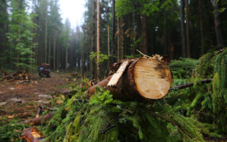 Фиктивное строительство и вырубка в заповедниках: НАПК выявило коррупционные риски в ГП «Леса Украины» и инициировало пять расследований