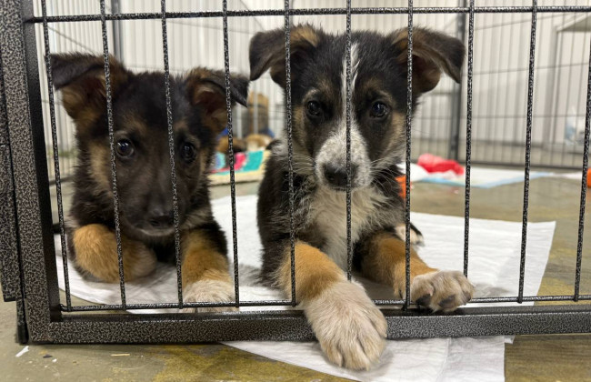 У Киеве запускают услугу регистрации домашних животных в ЦНАПах