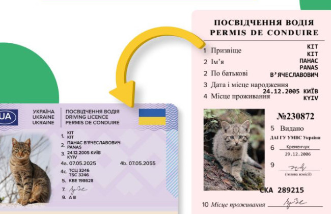 Сервисный центр МВД объяснил, почему водительское удостоверение не отображается в Кабинете водителя и в Дії