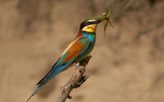 В Одесскую область из Африки вернулись яркие птицы-пчелоедки