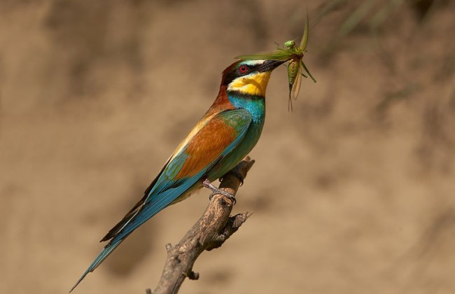 В Одесскую область из Африки вернулись яркие птицы-пчелоедки