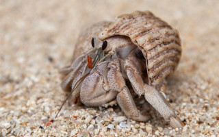 Чемоданы с секретом – в Японии три китайца пытались вывезти редких раков
