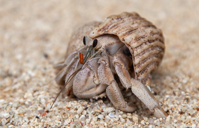 Чемоданы с секретом – в Японии три китайца пытались вывезти редких раков