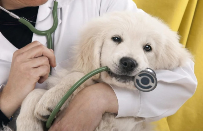 Рада приняла за основу законопроект о приведении регулирования в сфере ветеринарной медицины в соответствие с нормами ЕС