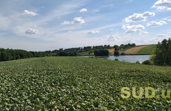 В Сумской области мужчина самовольно засеял коммунальную землю и теперь может попасть за решетку