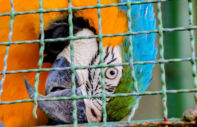 У США чоловік намагався провезти через кордон папуг, сховавши їх у свої черевики