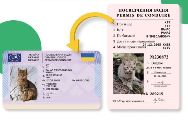 Почему водительское удостоверение не отображается онлайн в Кабинете водителя и в Дии