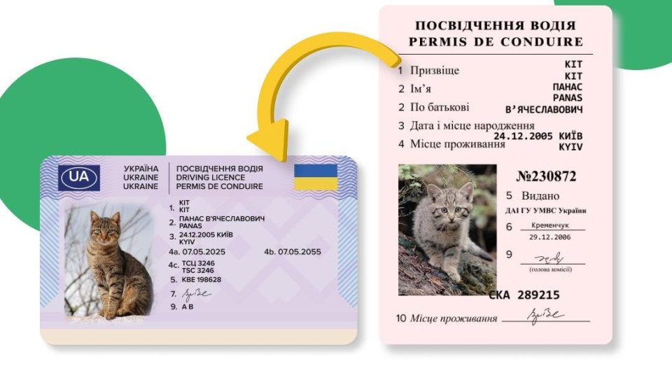 Почему водительское удостоверение не отображается онлайн в Кабинете водителя и в Дии