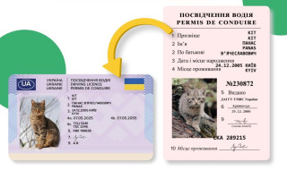 Почему водительское удостоверение не отображается онлайн в Кабинете водителя и в Дии