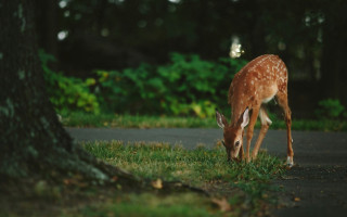 Чи маєте ви право розводити оленів — у США суд вирішує долю фермерської професії