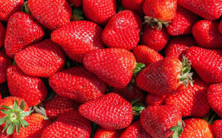 Ягідна війна в США — суд розглянув справу про порушення патенту на сорти полуниці