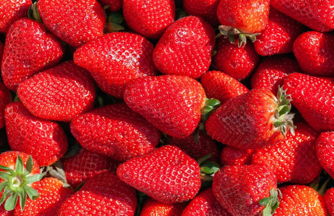 Ягодная война в США – суд рассмотрел дело о нарушении патента на сорта клубники