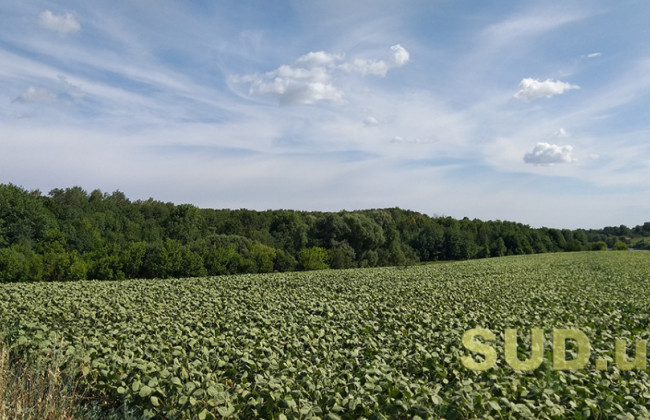 В Киевской области аграрии не поделили земельный участок — конфликт закончился поврежденной техникой