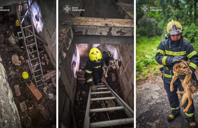 В ловушке на глубине 12 метров – в дендропарке «Александрия» спасли двух четвероногих