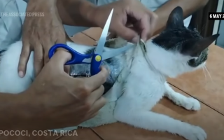 У Коста-Риці спіймали кота-наркокур’єра у в’язниці: він ніс пакети з наркотиками, відео