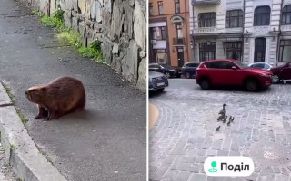 На Подоле утка с малышами, а на Харьковской бобер вышли в люди – видео