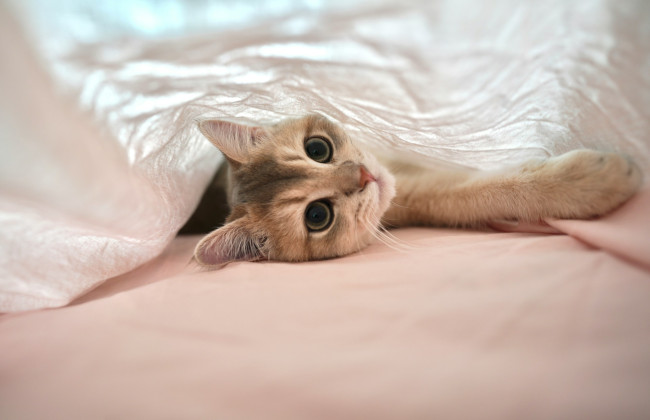 В Великобритании ищут няню для кошки за 65 фунтов стерлингов в час