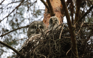 На Рівненщині виявили рідкісне гніздо бородатих сов з пташенятами