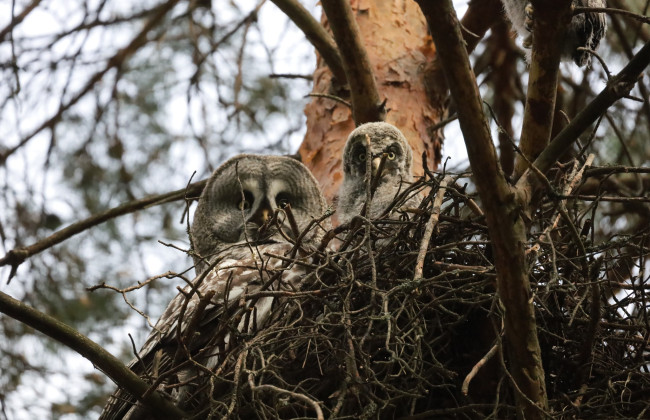 На Ровенщине обнаружили редкое гнездо бородатых сов с птенцами