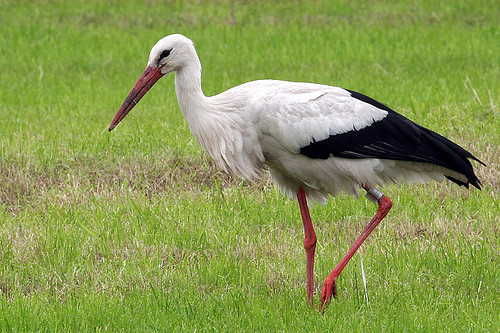Защищала своим телом птенцов — во время обстрела Киевщины погибла аист
