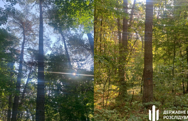 На Волыни будут судить лесников, которые пытались организовать масштабную незаконную вырубку леса