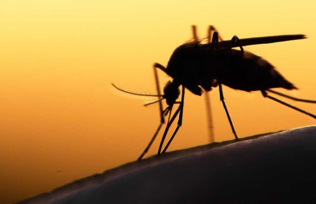Тропическая малярия унесла жизнь 57-летнего мужчины на Сумщине