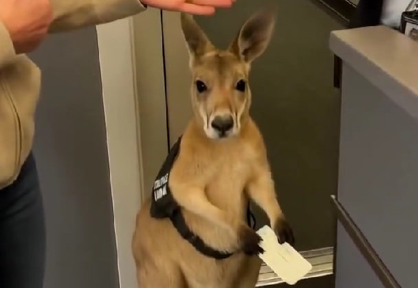 Кенгуру з квитком намагається потрапити на борт літака – Google вразив мережу відеогенератором Veo 3