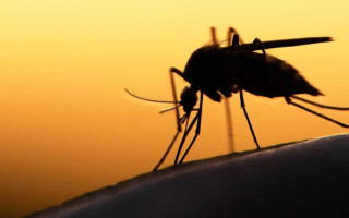 Тропічна малярія забрала життя 57-річного чоловіка на Сумщині