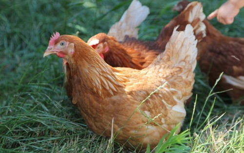 В Хмельницкой области судились из-за разведения курятника под многоэтажкой — чем все закончилось