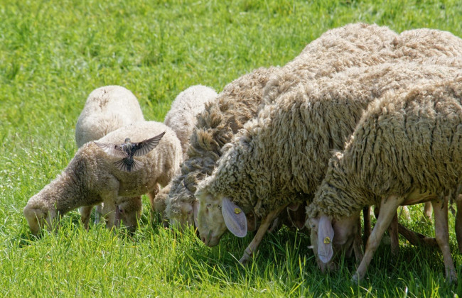 У Британії фермер викрав понад 70 вагітних овець у сусіда через борги — чоловіка судили