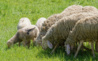 У Британії фермер викрав понад 70 вагітних овець у сусіда через борги — чоловіка судили