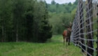 Рогатый житель лесов на Львовщине попал в объектив пограничных камер