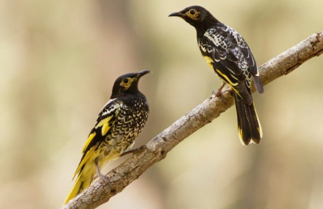 На Гавайях из-за комаров критически исчезают уникальные птицы