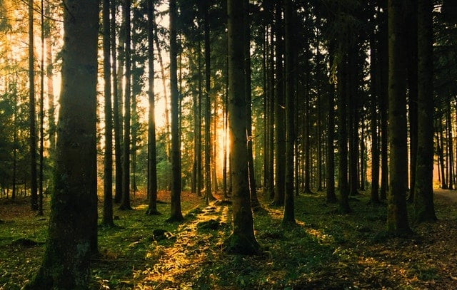 Суд Хмельницкой области вернул в государственную собственность более 950 га леса