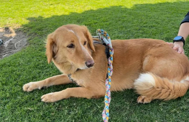 160 км до необитаемого острова за 36 дней преодолела собака, сбежав от хозяев